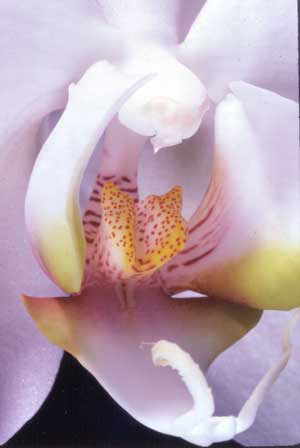 2_orchid3