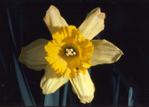 3_6petalyellowflower1-a