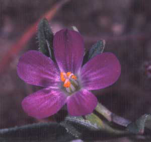 3_purplewildflower