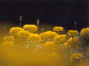 3_yellowfield