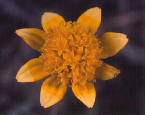 3_yellowwildflower
