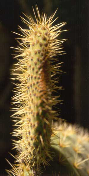 4_cactus1-a