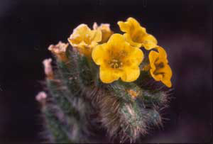 4_cactusflowerbouquet1