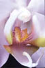 2_orchid3