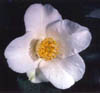 3_whiteflower1