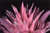 4_cactusflower1-a