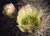 4_cactusflower2